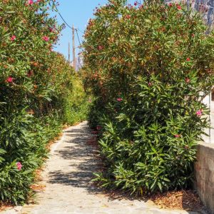 Kalymnos - July 2019