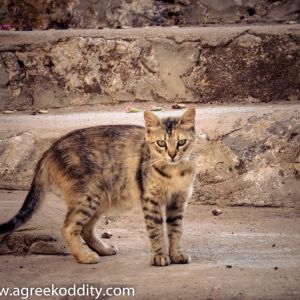 Kalymnos - July 2019
