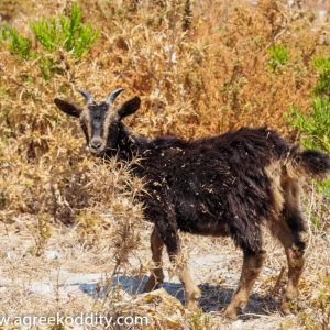 Kalymnos - July 2019