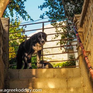 Kalymnos - July 2019