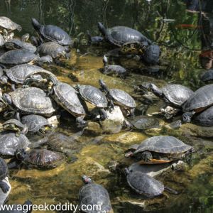 The National Gardens