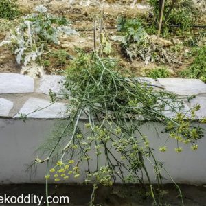 Iraklia 2015 - Aiolos Garden