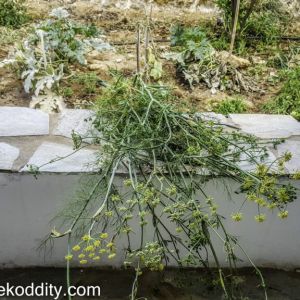 Iraklia 2015 - Aiolos Garden