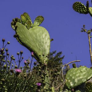 Monemvasia-Kythira-Elafonisos-Sparta-Gythio-Areopolis