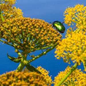 Antiparos-Paros-Folegandros-Milos-Athens