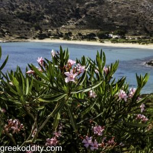 Iraklia 2015 - Livadi Beach