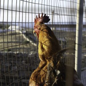 Schinoussa 2015 - Messaria