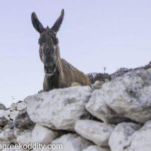 Folegandros 2013