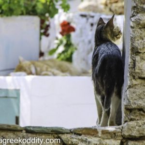 Folegandros 2013