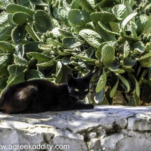 Iraklia 2015 - Panagia