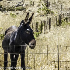 Iraklia 2015 - Walk to Panagia