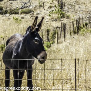 Iraklia 2015 - Walk to Panagia