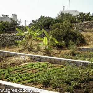 Iraklia 2015 - Michaels Mums Garden