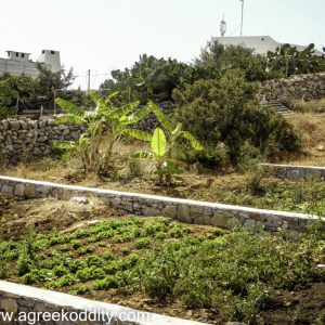 Iraklia 2015 - Michaels Mums Garden