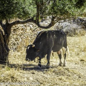 Schinoussa 2015 - Messaria