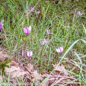 Sivota and Meteora 2014