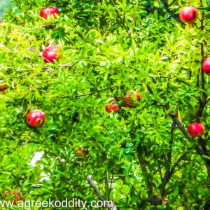Sivota and Meteora 2014