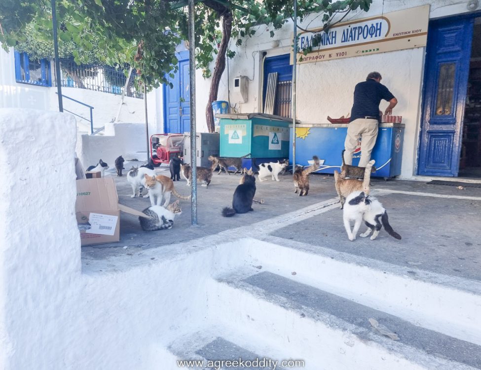 Minimarket on Oinousses which is also the hangout for the local cat population.