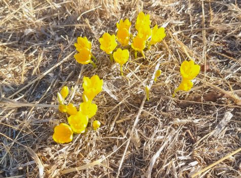 Lesvos 2022 View from the coastal road from Molyvos to Eftalou with olive groves and autumn crocuses.