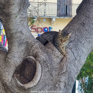 Nafplio 2023