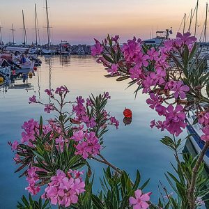 Patras 2017