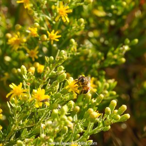 Agios Efstratios 2023