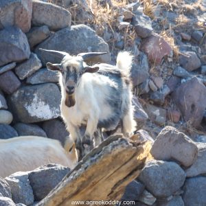 Agios Efstratios 2023