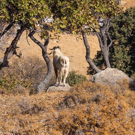 Agios Efstratios 2023