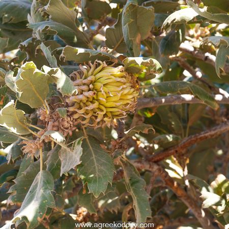 Agios Efstratios 2023