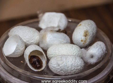 Alexandroupolis 2023