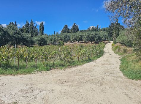 Agios Stefanos Avliotes