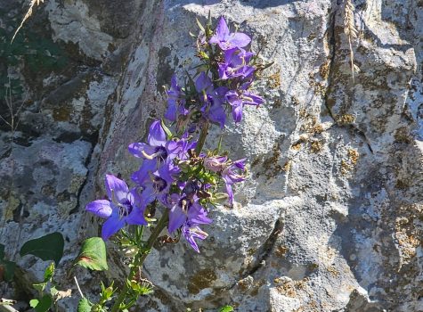 Ioannina
