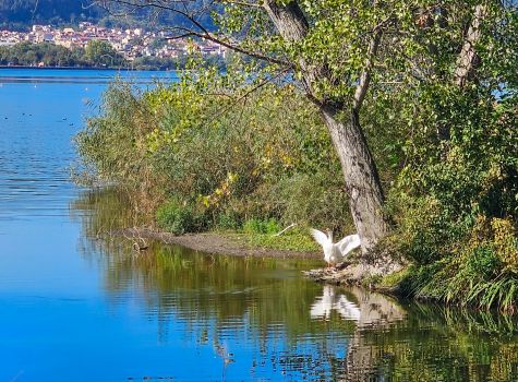 The Island, Ioannina