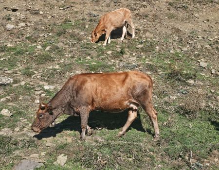 Alpine cows