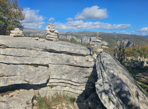 Stone Forest