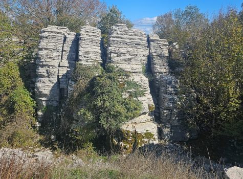 Stone Forest