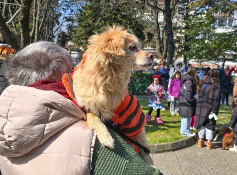 Edessa Dog Carnival