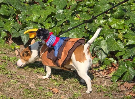 Edessa Dog Carnival