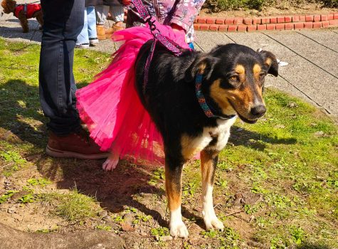 Edessa Dog Carnival
