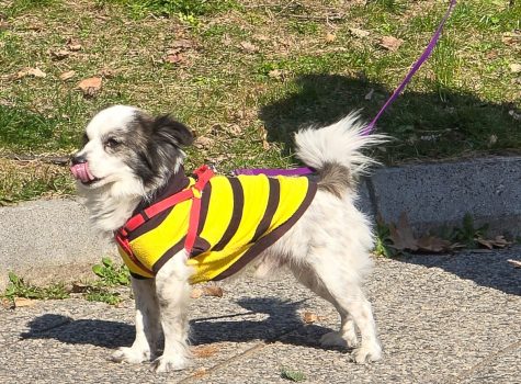 Edessa Dog Carnival