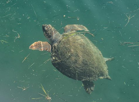 Loggerhead Turtle