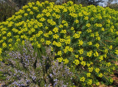 Stavros Niarchos Foundation Cultural Centre