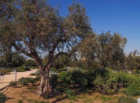 Stavros Niarchos Foundation Cultural Centre