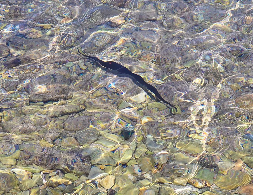 Trumpetfish or Pipefish