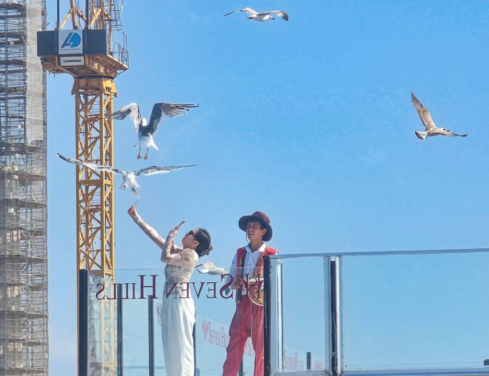 Seagulls at 7 Hills Hotel