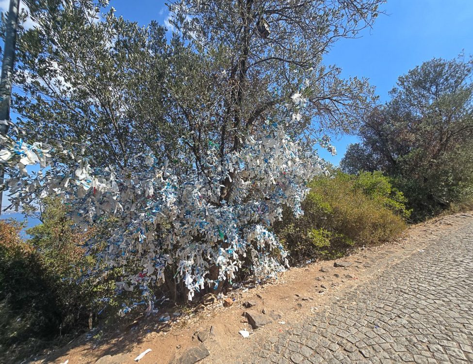 Pilgrimage tree