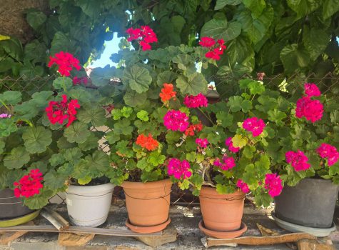 Merkez, Gokceada Merkez, Gokceada