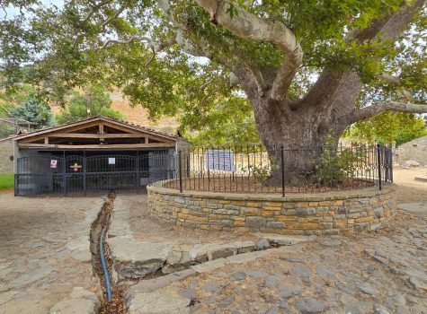 Ancient Plane Tree and Laundry in Eski Bademli Ancient Plane Tree and Laundry in Eski Bademli
