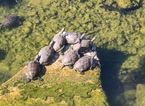 Turtle Bridge View of the turtles at Turtle Bridge, Skala Eresou