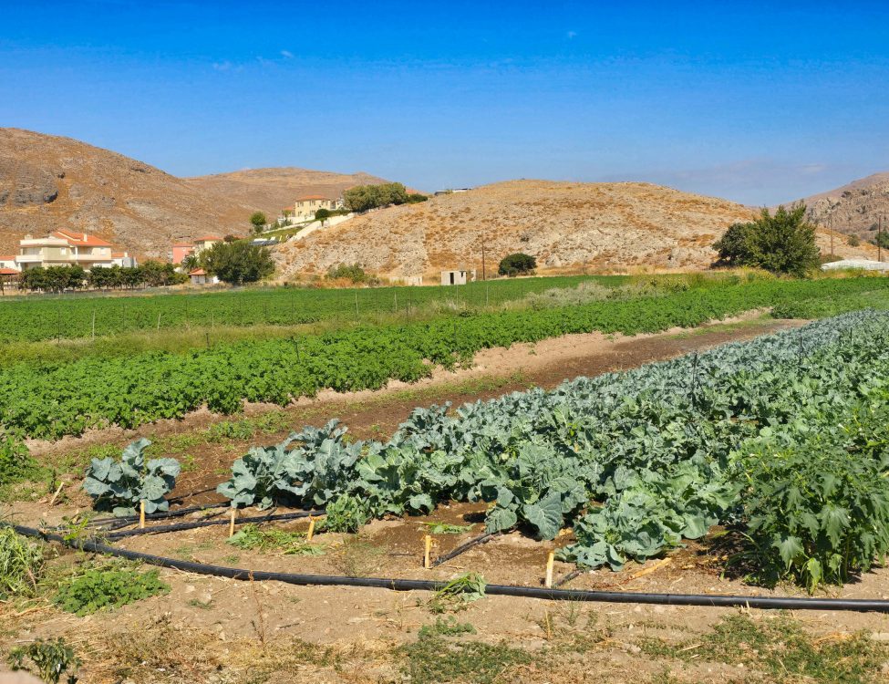 The landscape behind Skala Eresou